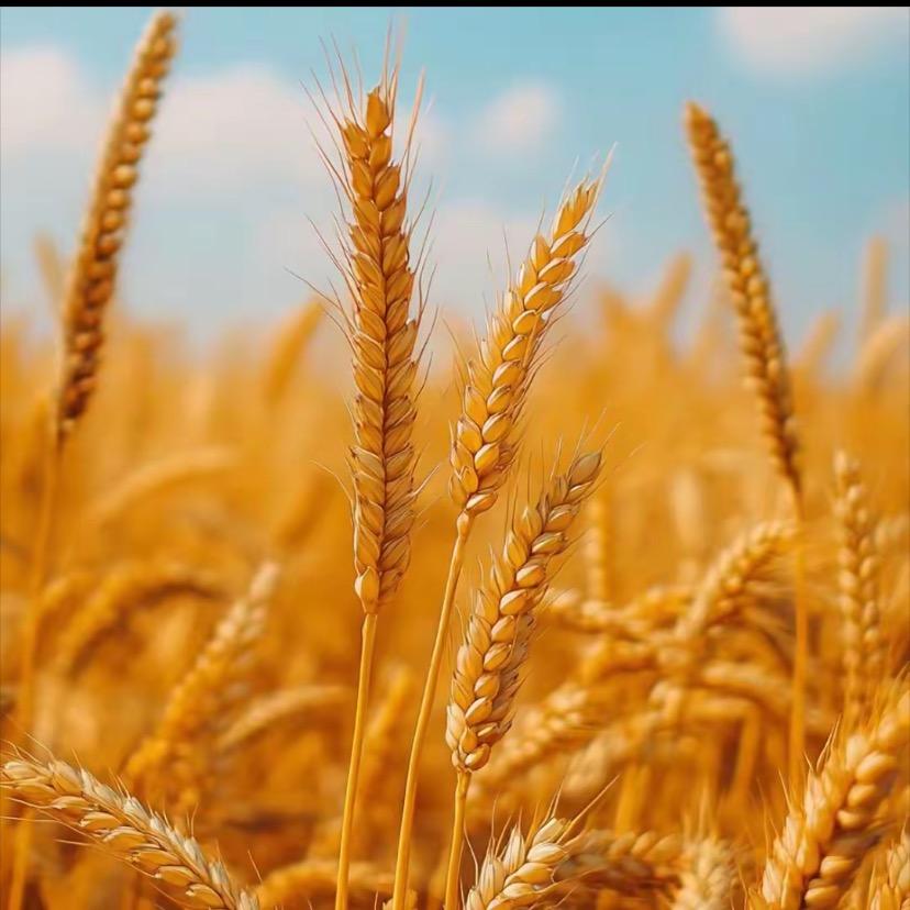 五常大米自产自销