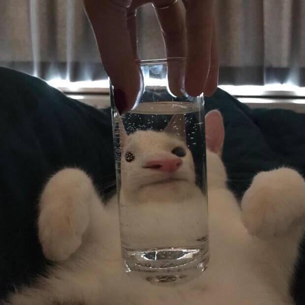 京歌儿