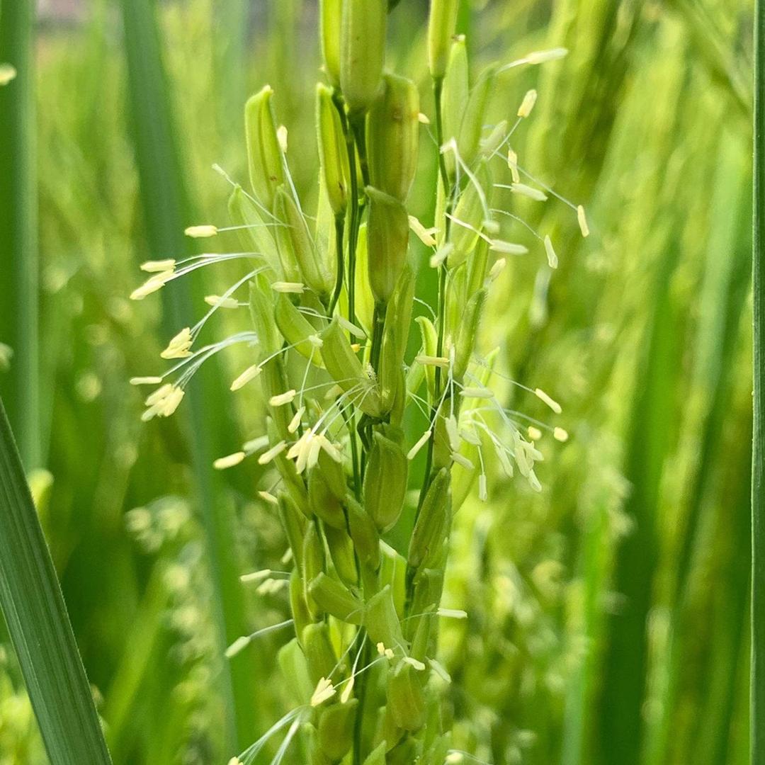 稻花香里