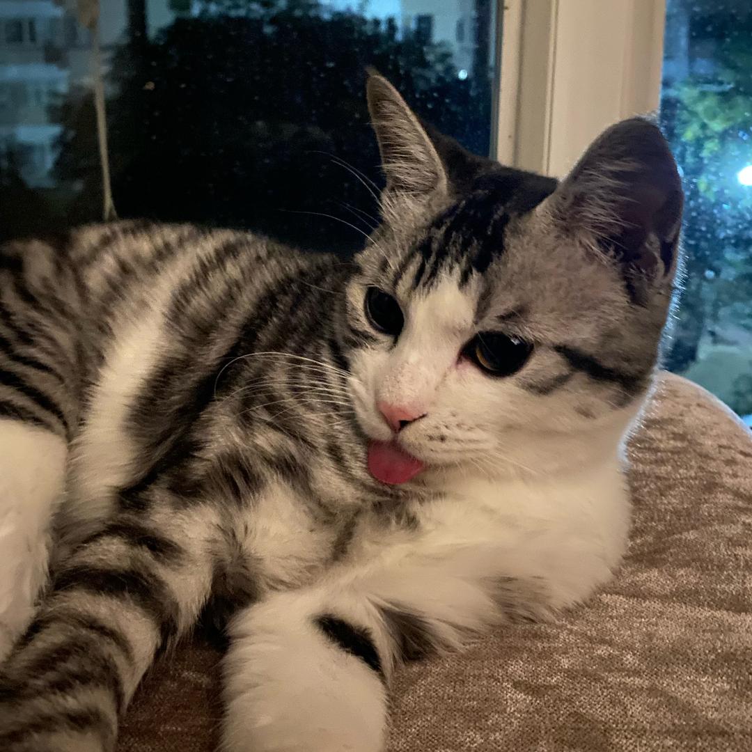 大耳朵猫 图图🐱