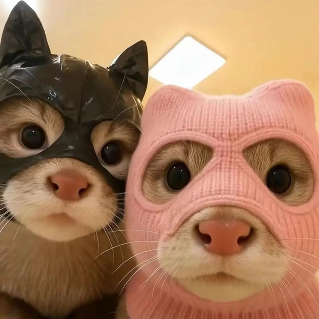 野猪与妤
