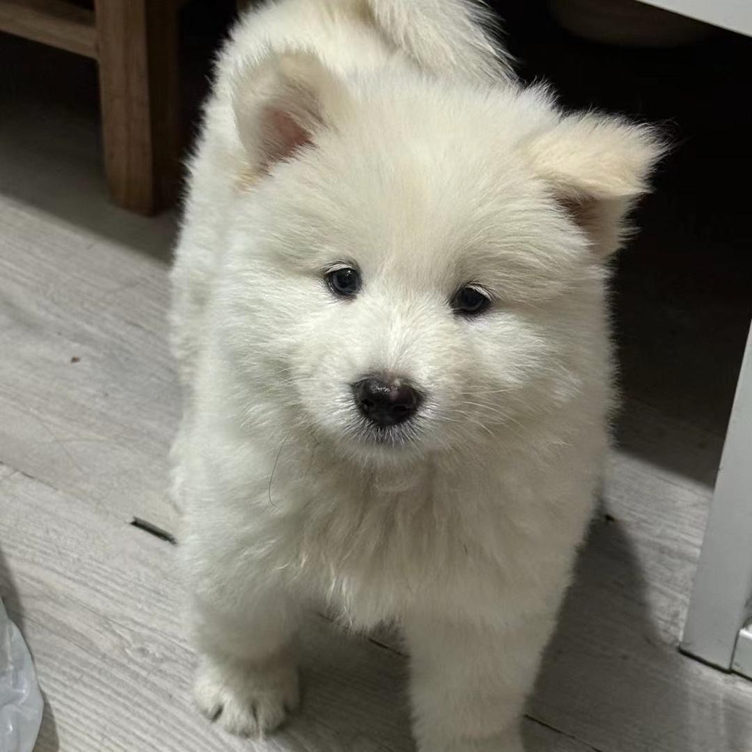 小陈土松田园犬.