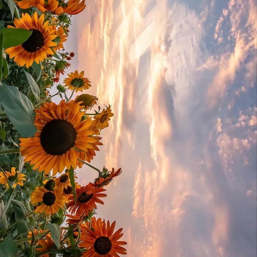 子木🐘🦒🦓🐅🦏🐆.·✿