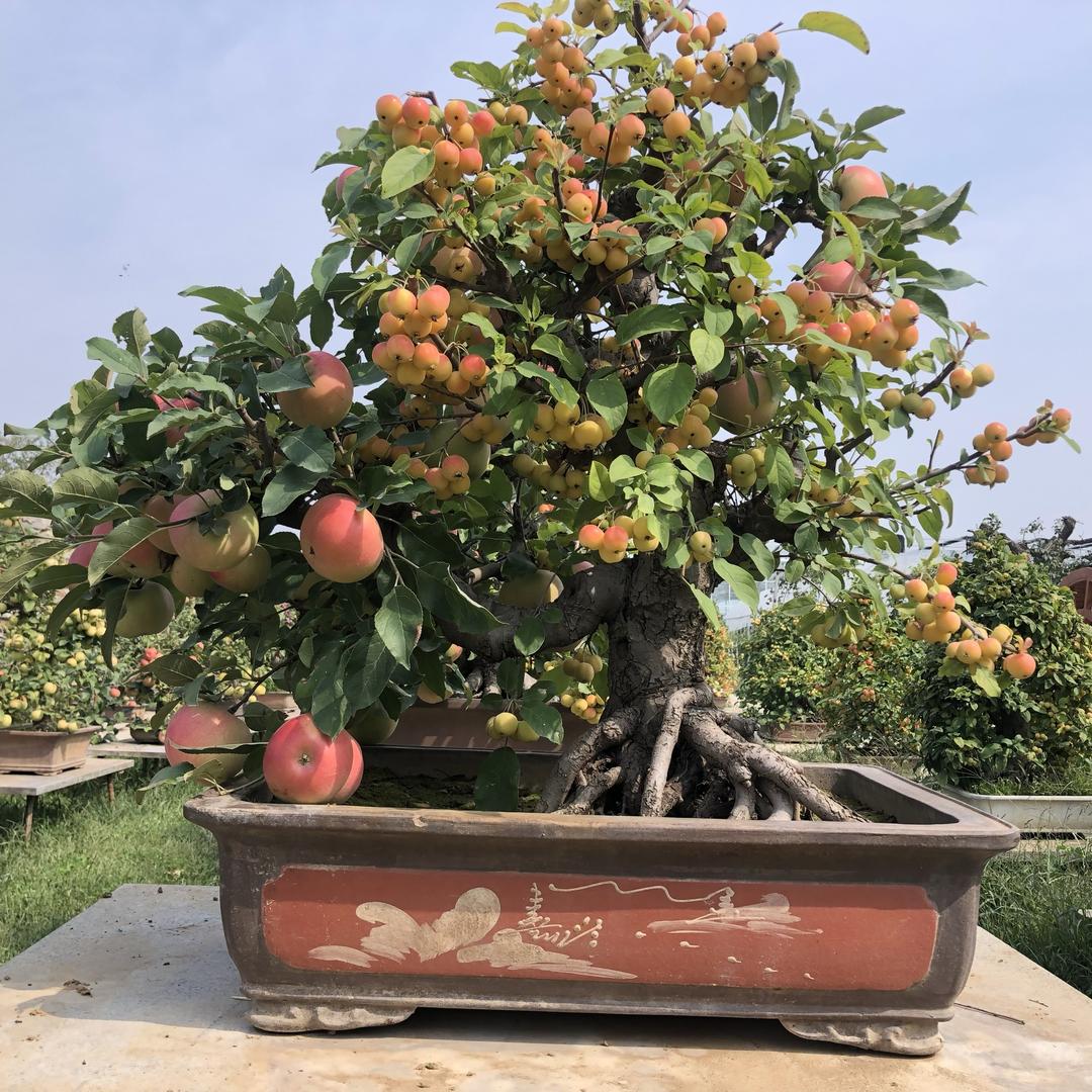 凯年果树盆栽凯年农业