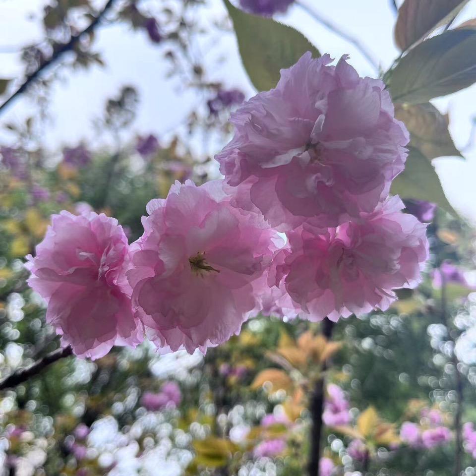 仙人掌