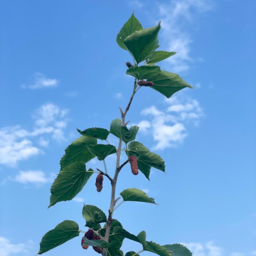 喜欢秋天