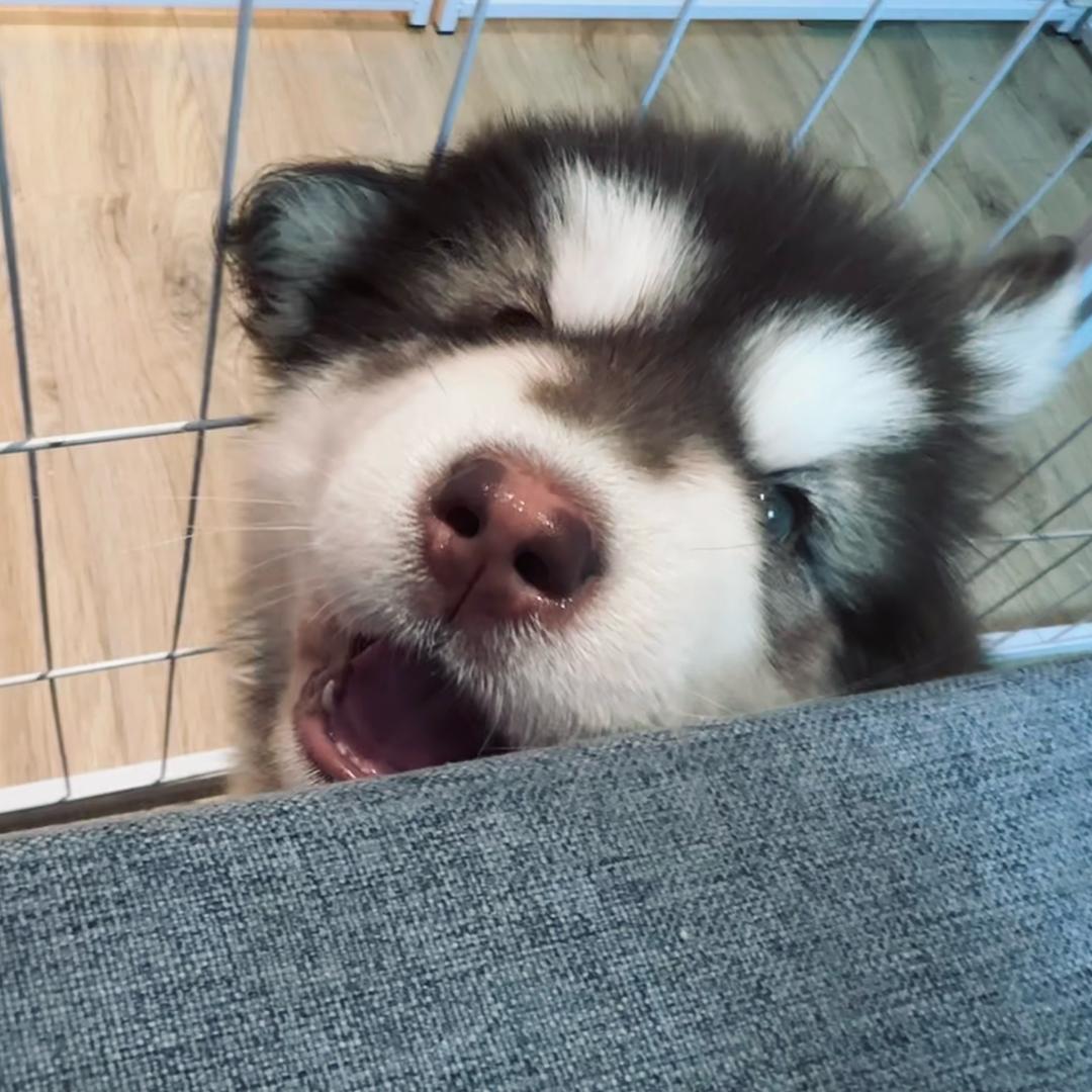 崽崽