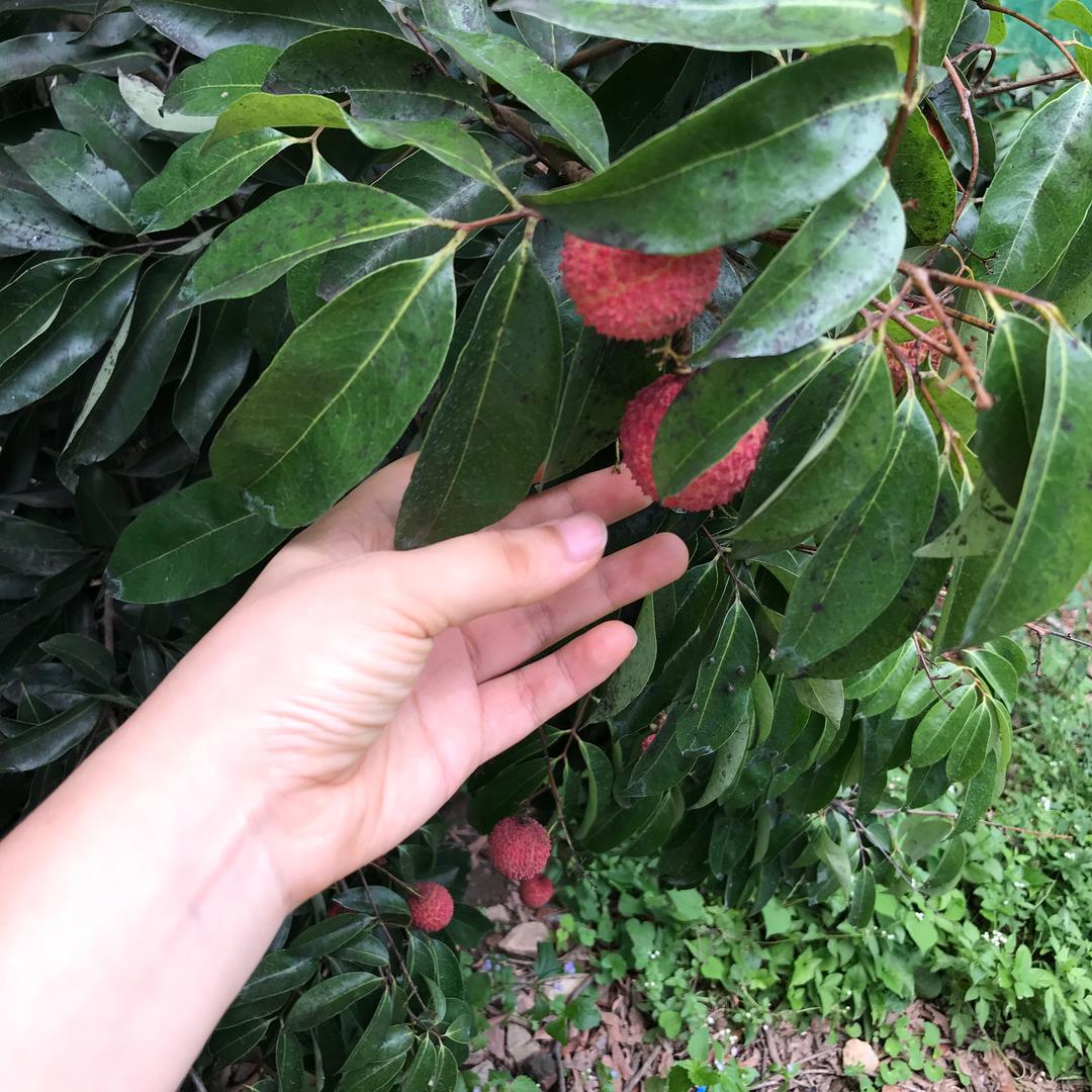 大苹果