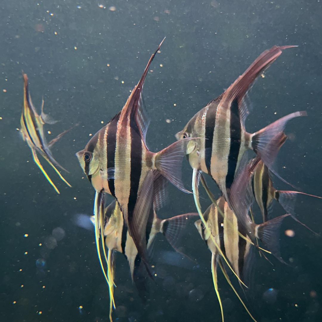 任先生野生埃及定水