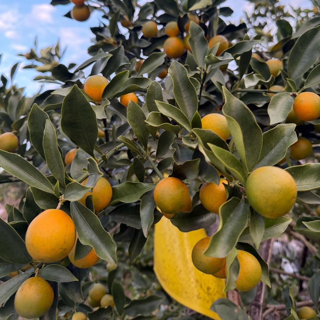 果然鲜批发果业