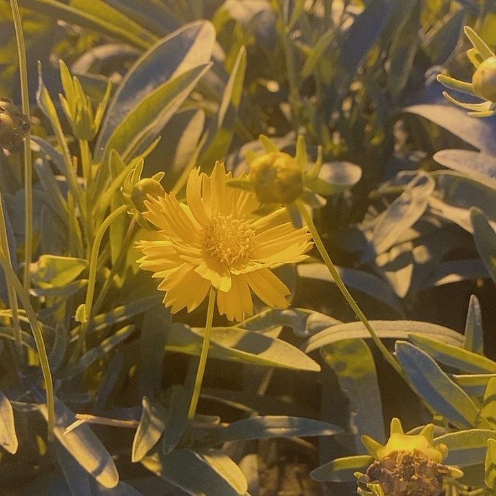 最初的心