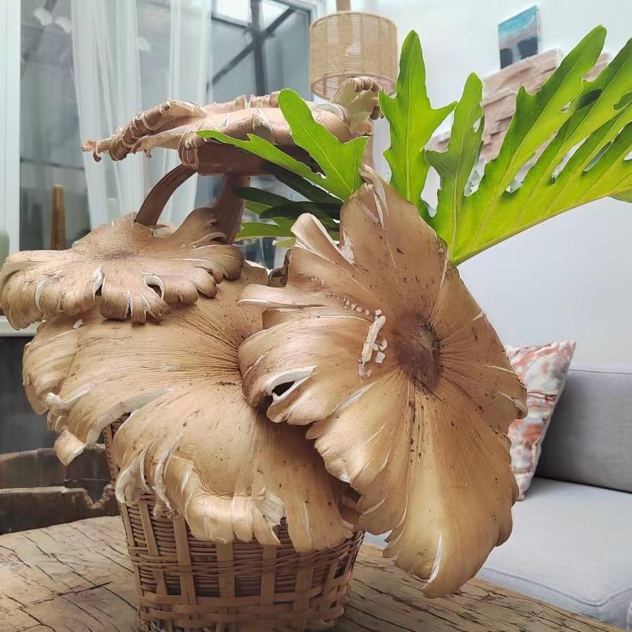 云南菌心鲜🍄（零售、批发）