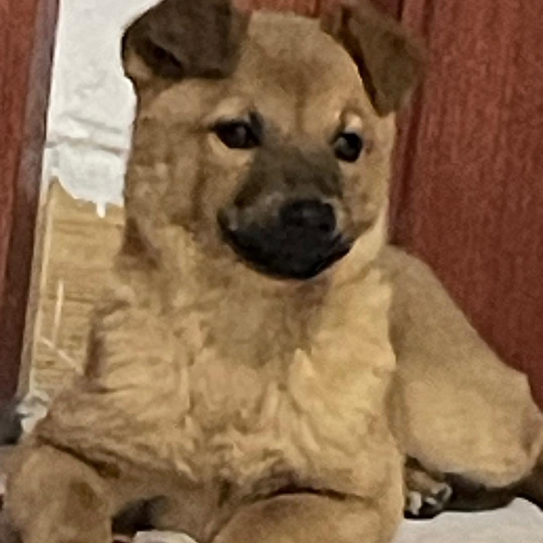 臭臭🐕王冰冰