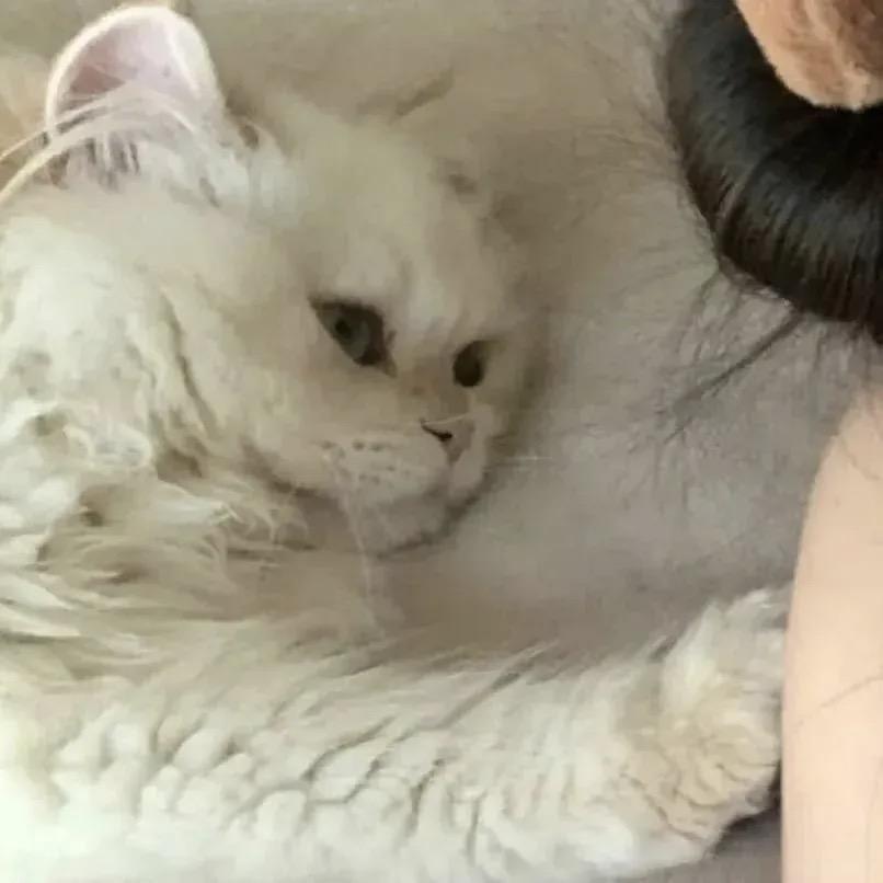 偷喝汽水🧉