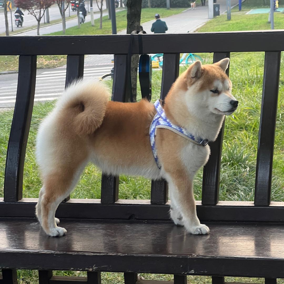 低调胡子