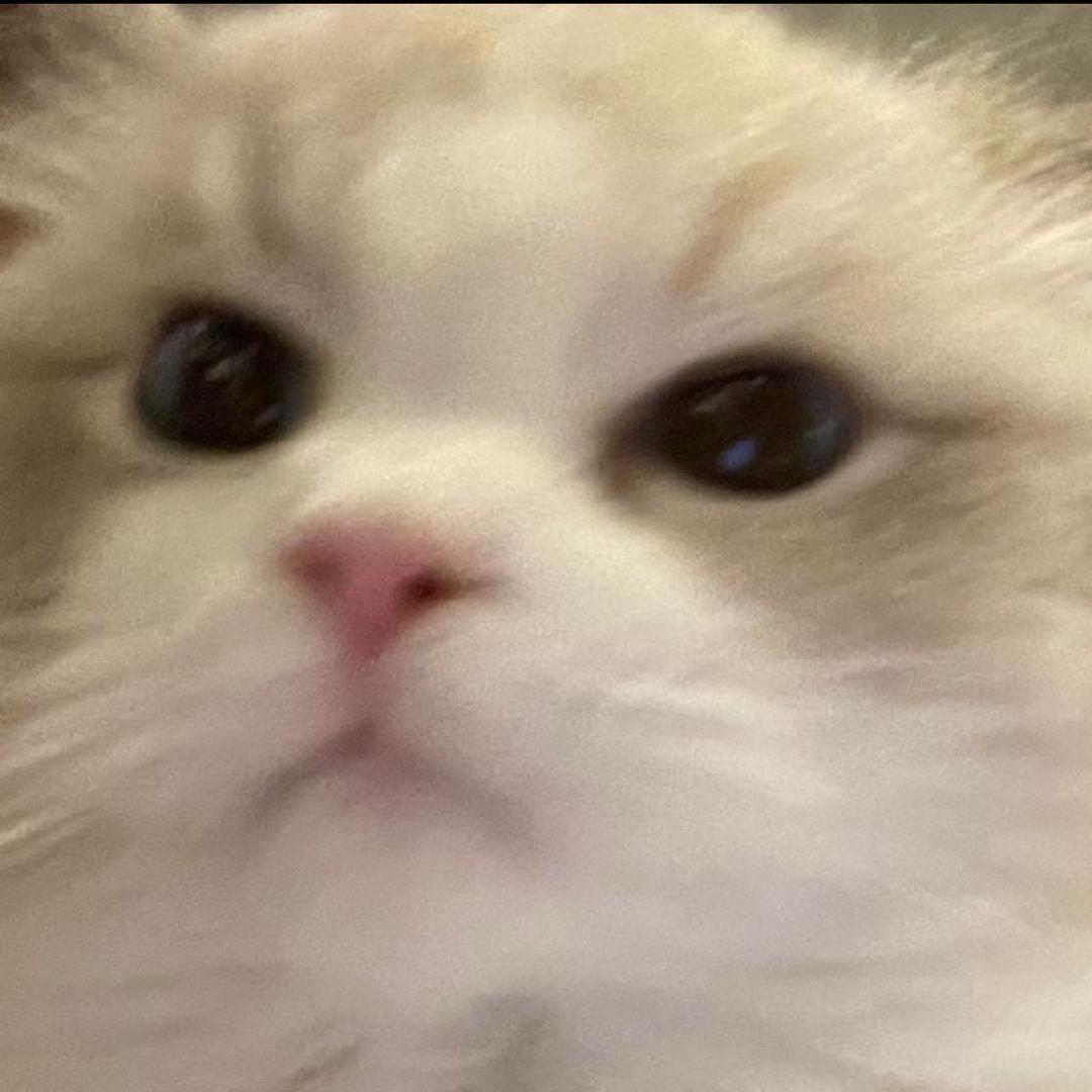 是伊崽呀