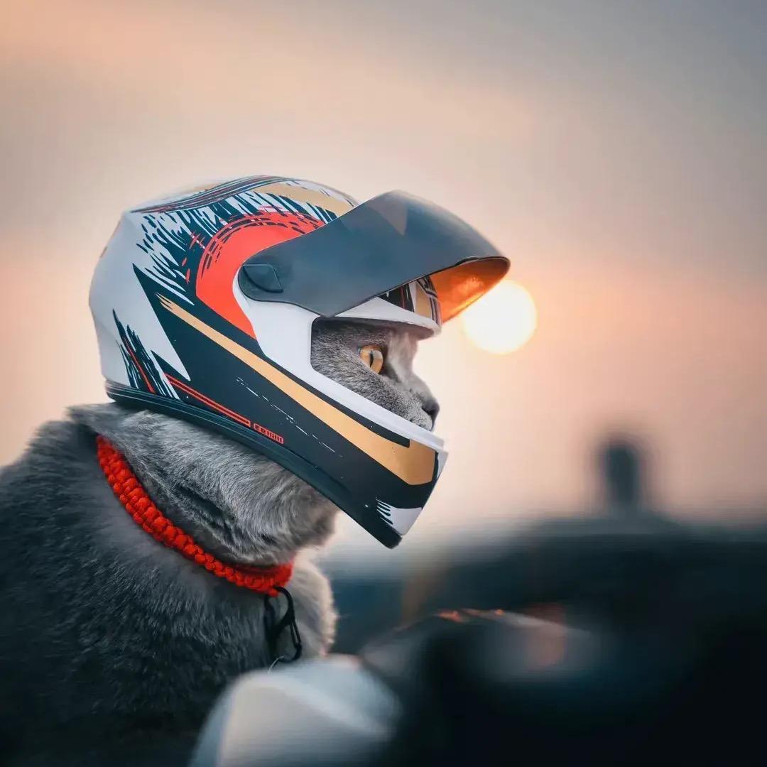 小馋猫爱嗦粉