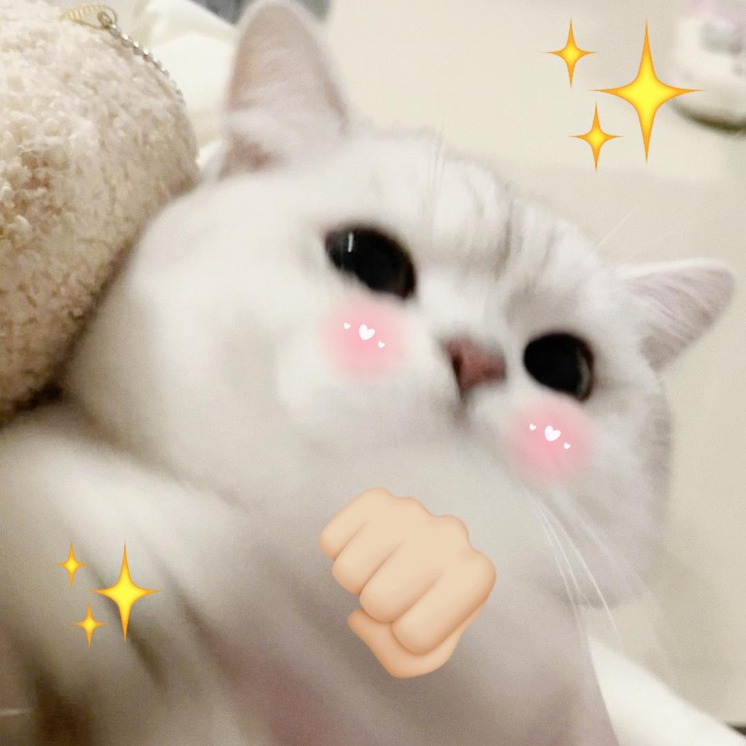 咪好运🐈