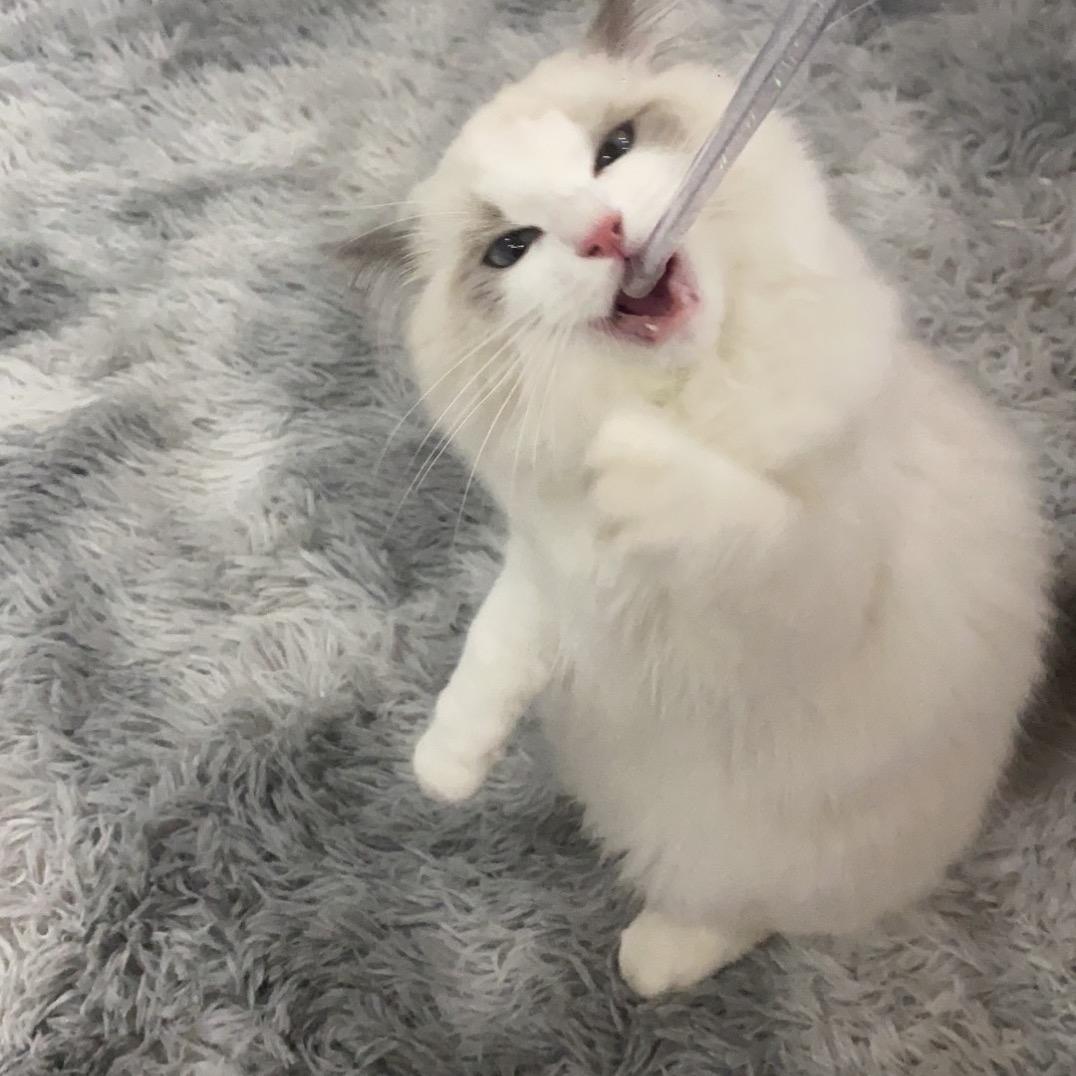 糖果🍬是只喵