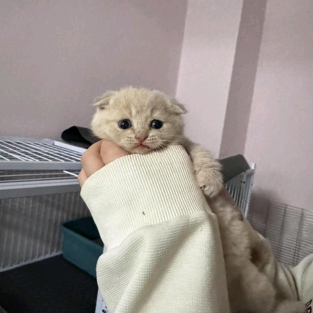 525