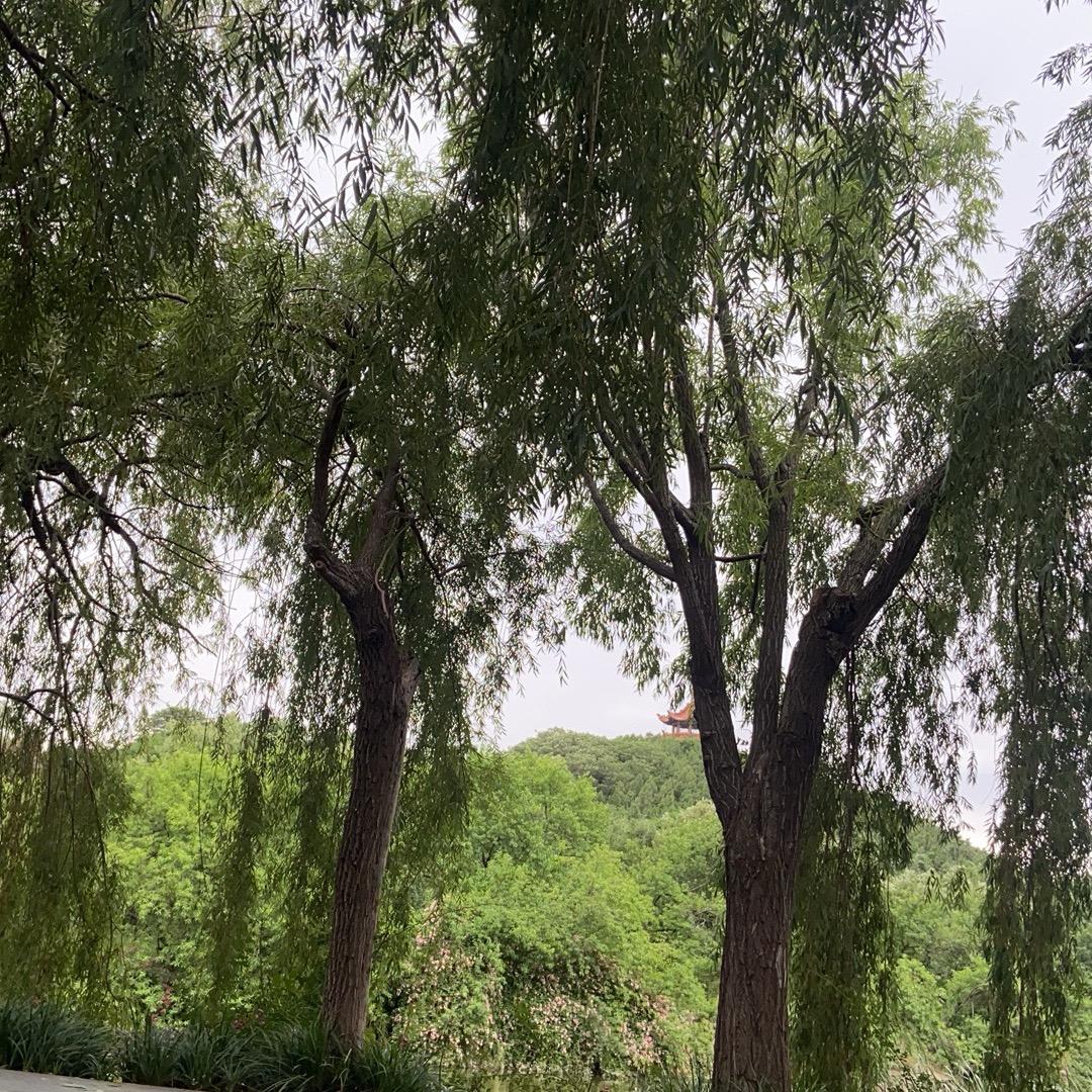 玲珑
