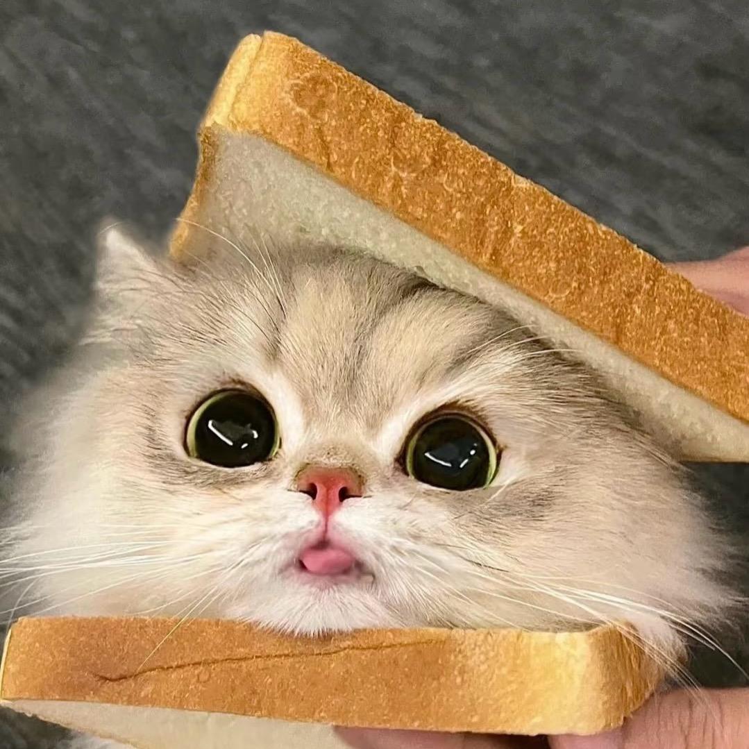 我是玺玺吖🐱