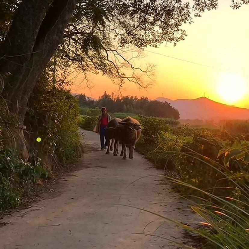 广州神泰｜药｜材农业悦悦直播号
