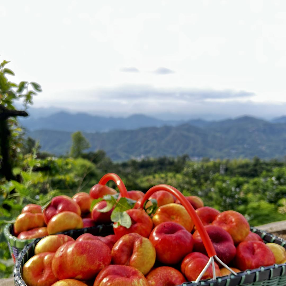 唐家山优品果园