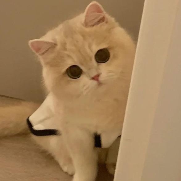 今天要吃五碗饭