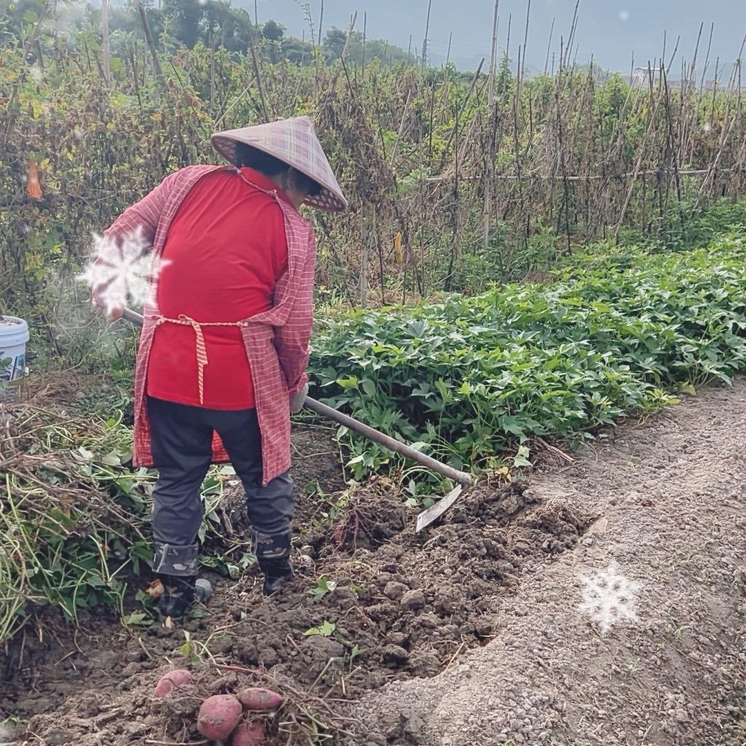深山菜园