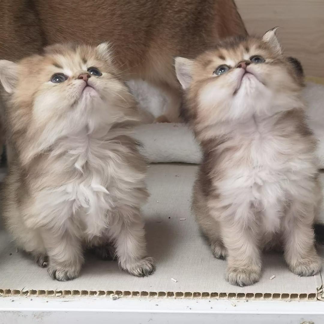 果果大王的日常