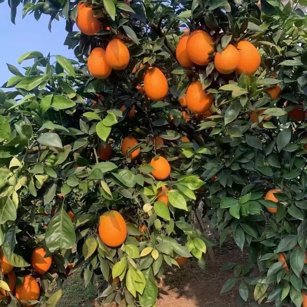 C照，奉节脐橙种植户
