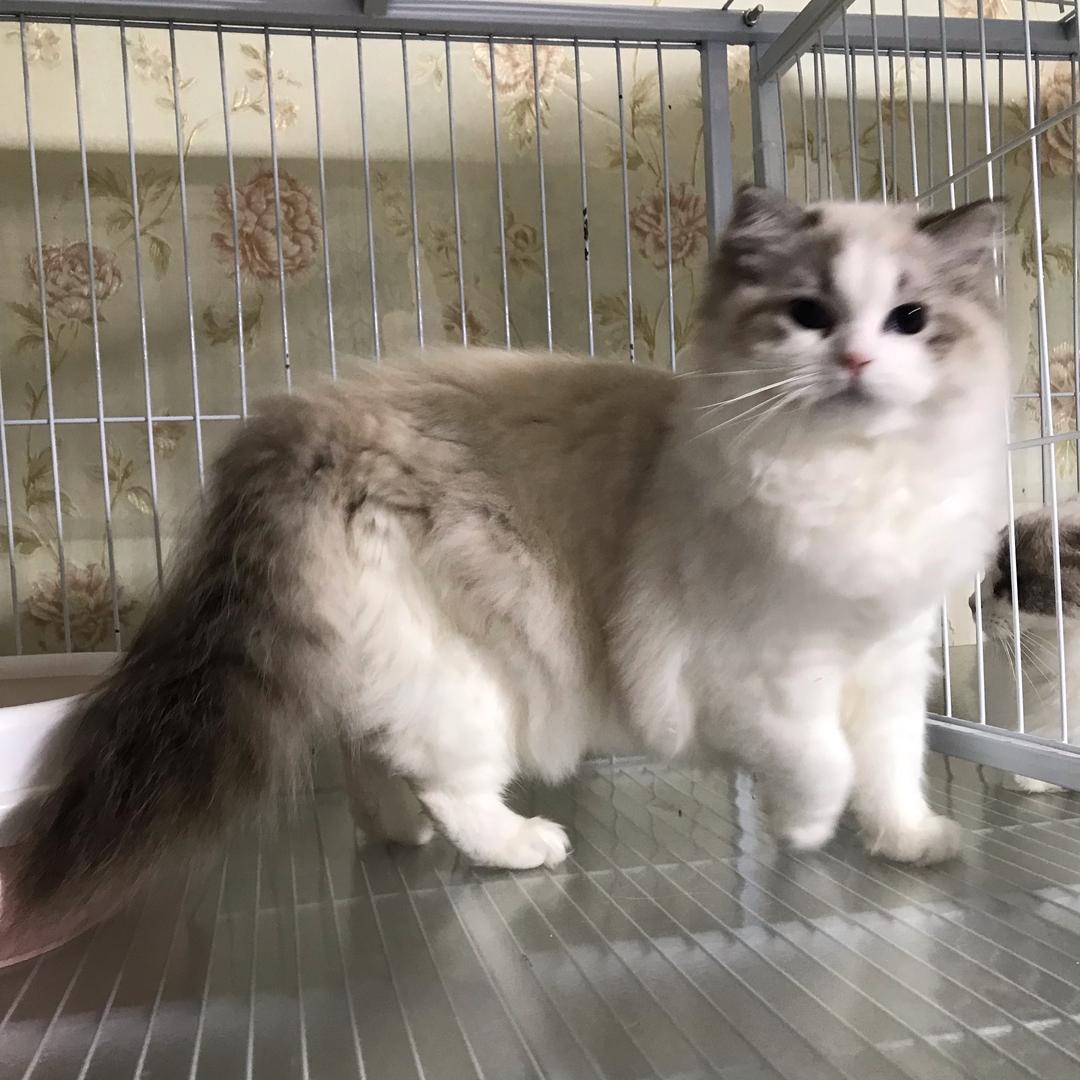 小妲己