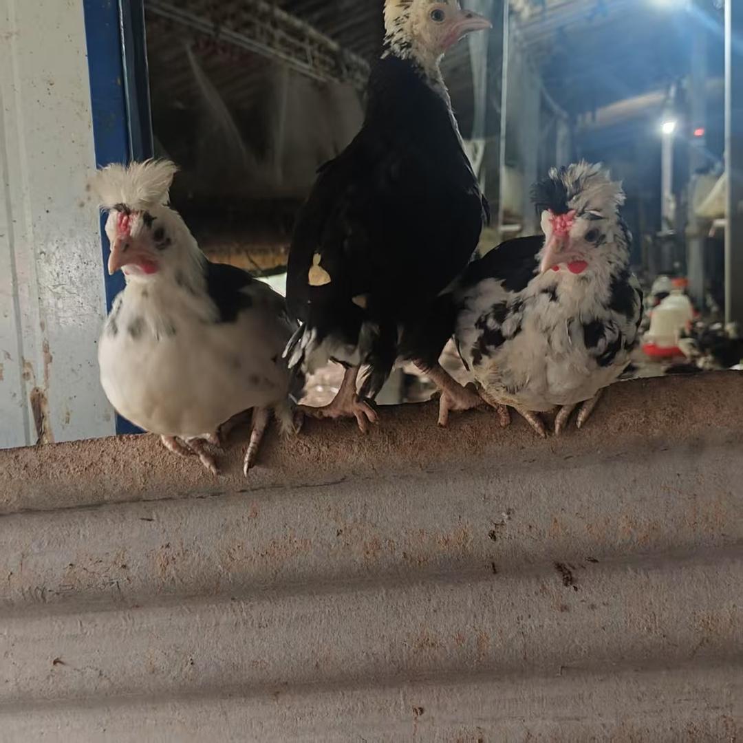 义涵牧业活禽销售