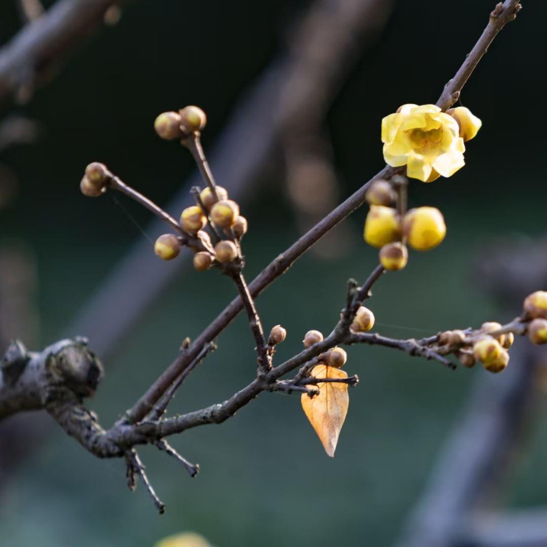 静赏花开