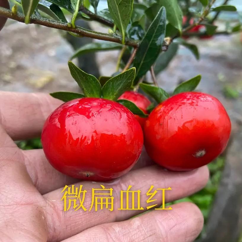 沐源川花卉
