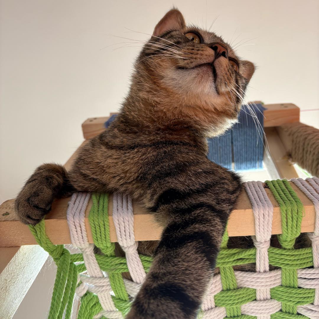 猫努不是猫奴
