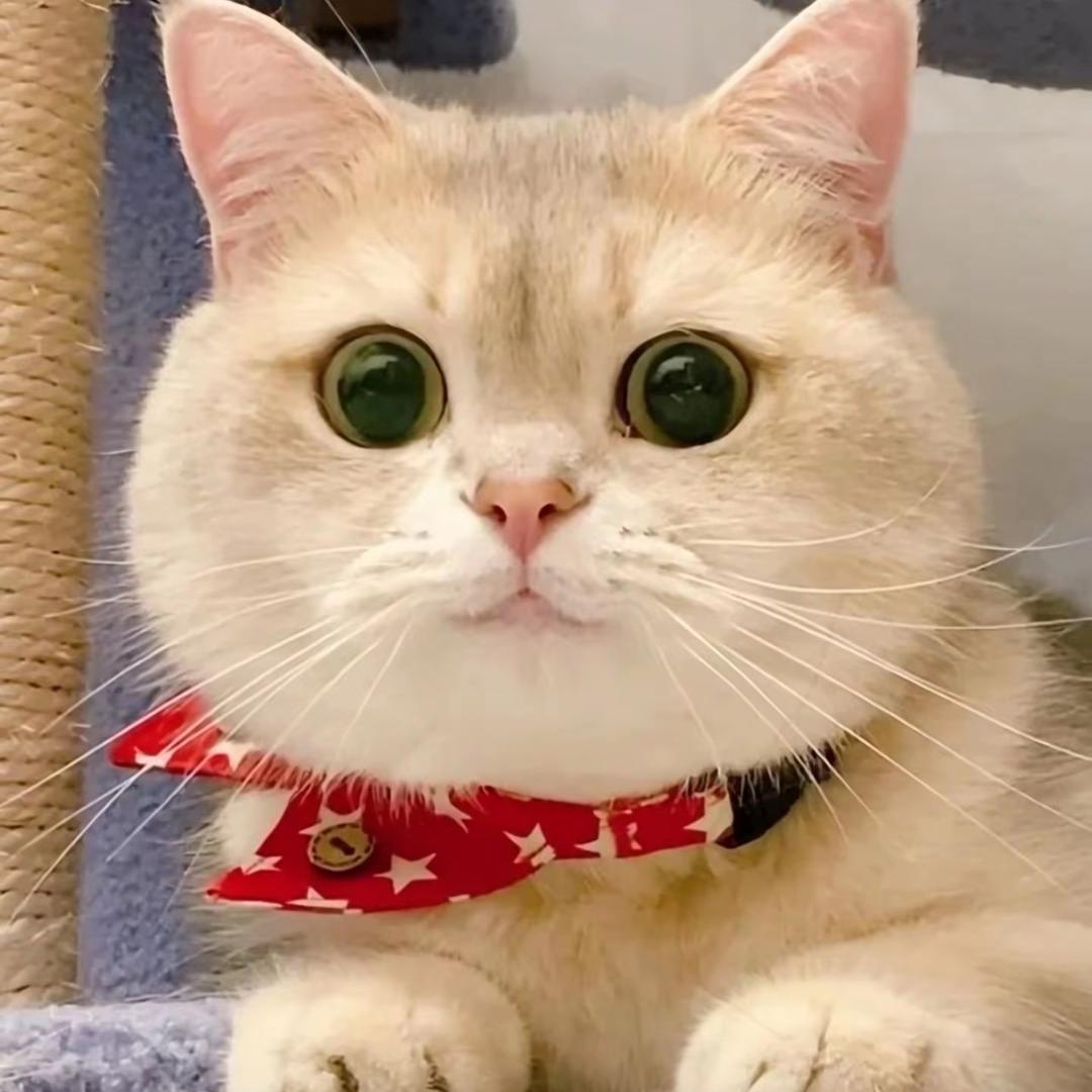 猫玩具宠物用品生产工厂