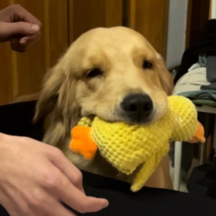 初七爱吃冰淇淋🐕