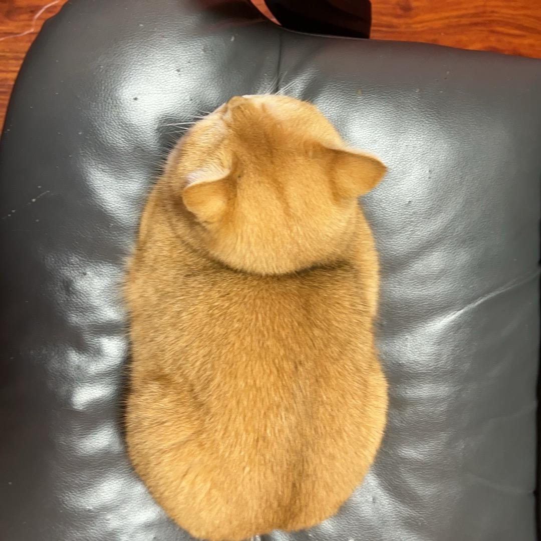 邪恶八