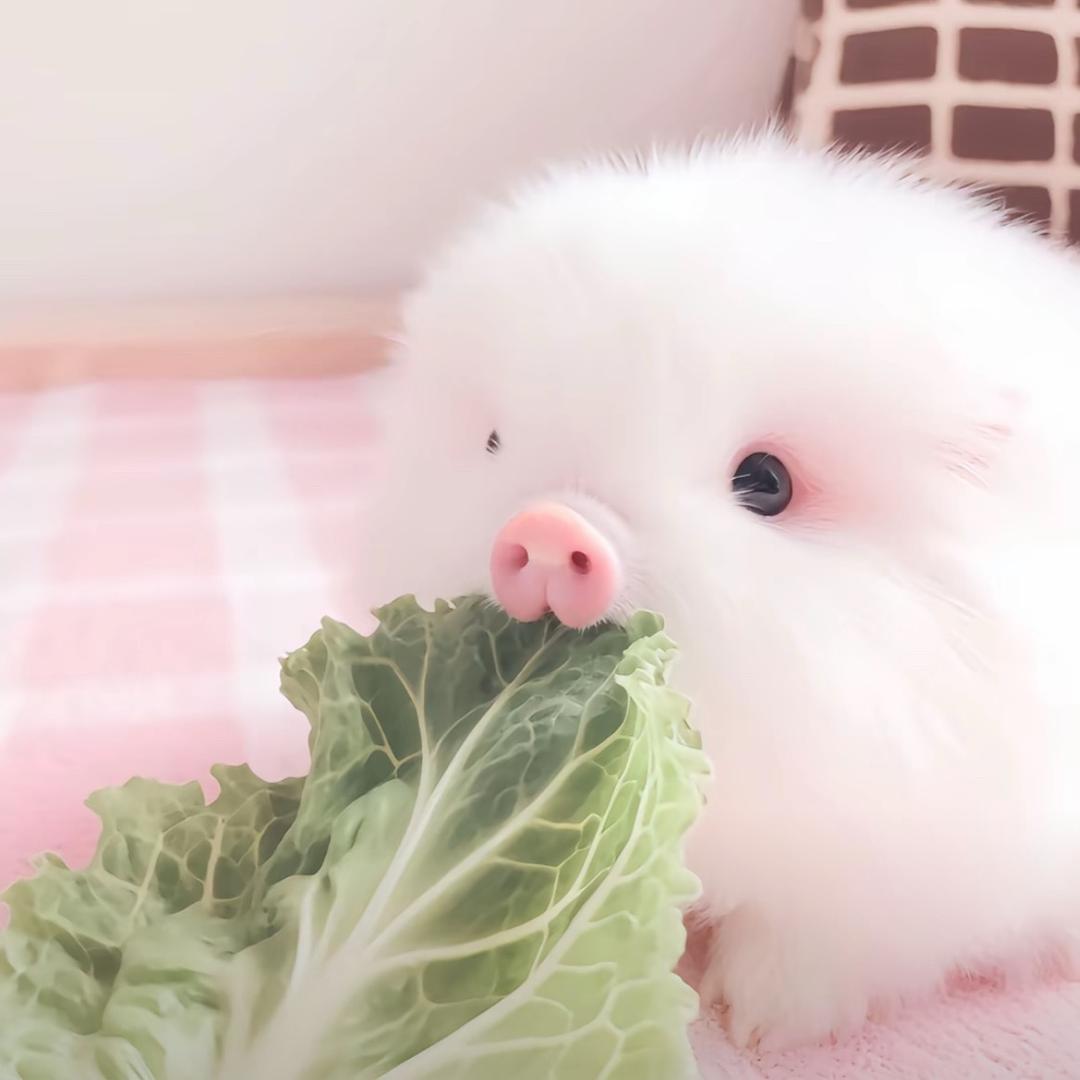 小叶