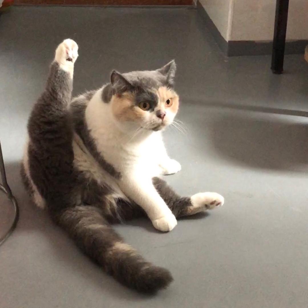 叮当喵