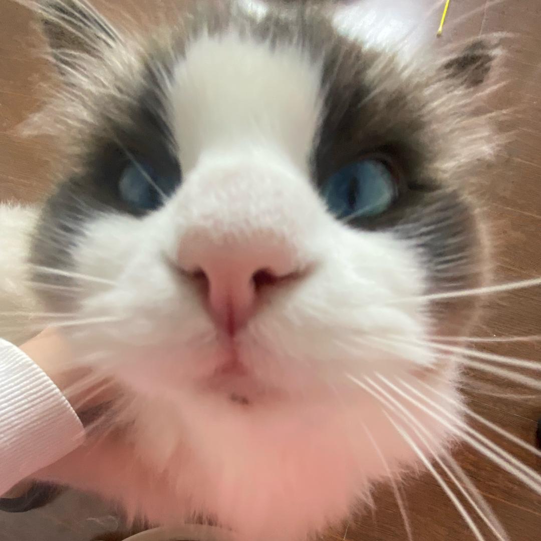 南瓜饼