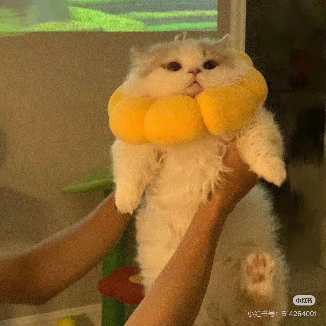 新西南小小黄～🫶