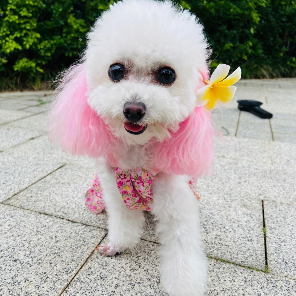 棉花糖和它的朋友们