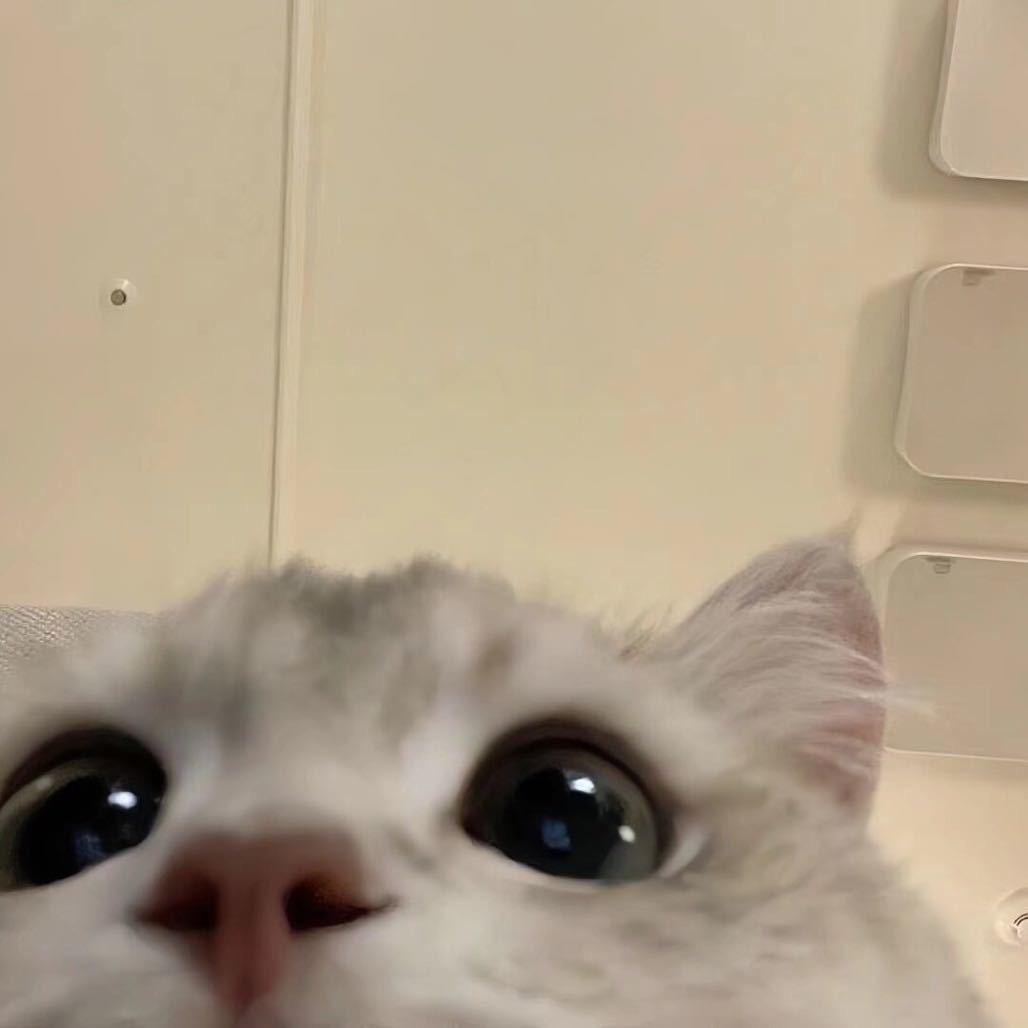 活泼的屁屁虾