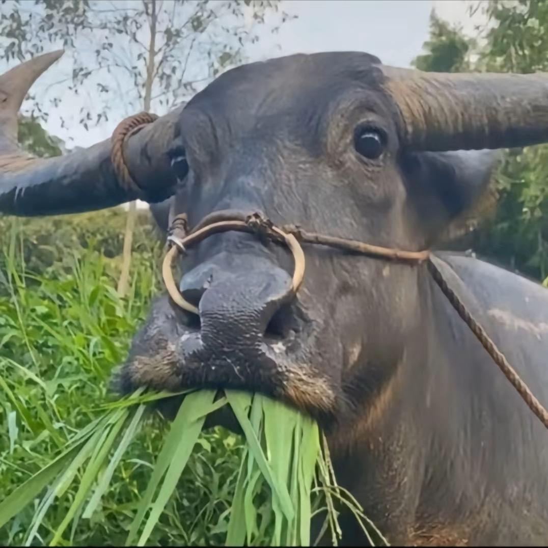 就像风一样的流星雨