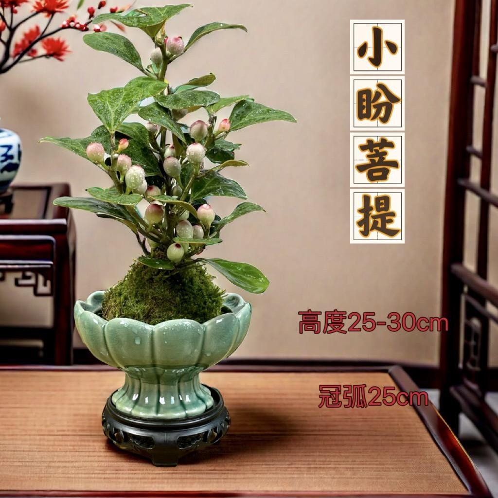 茶室微景观