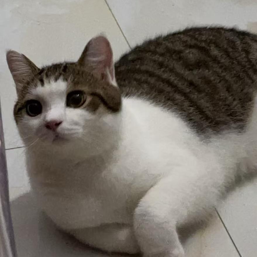来福
