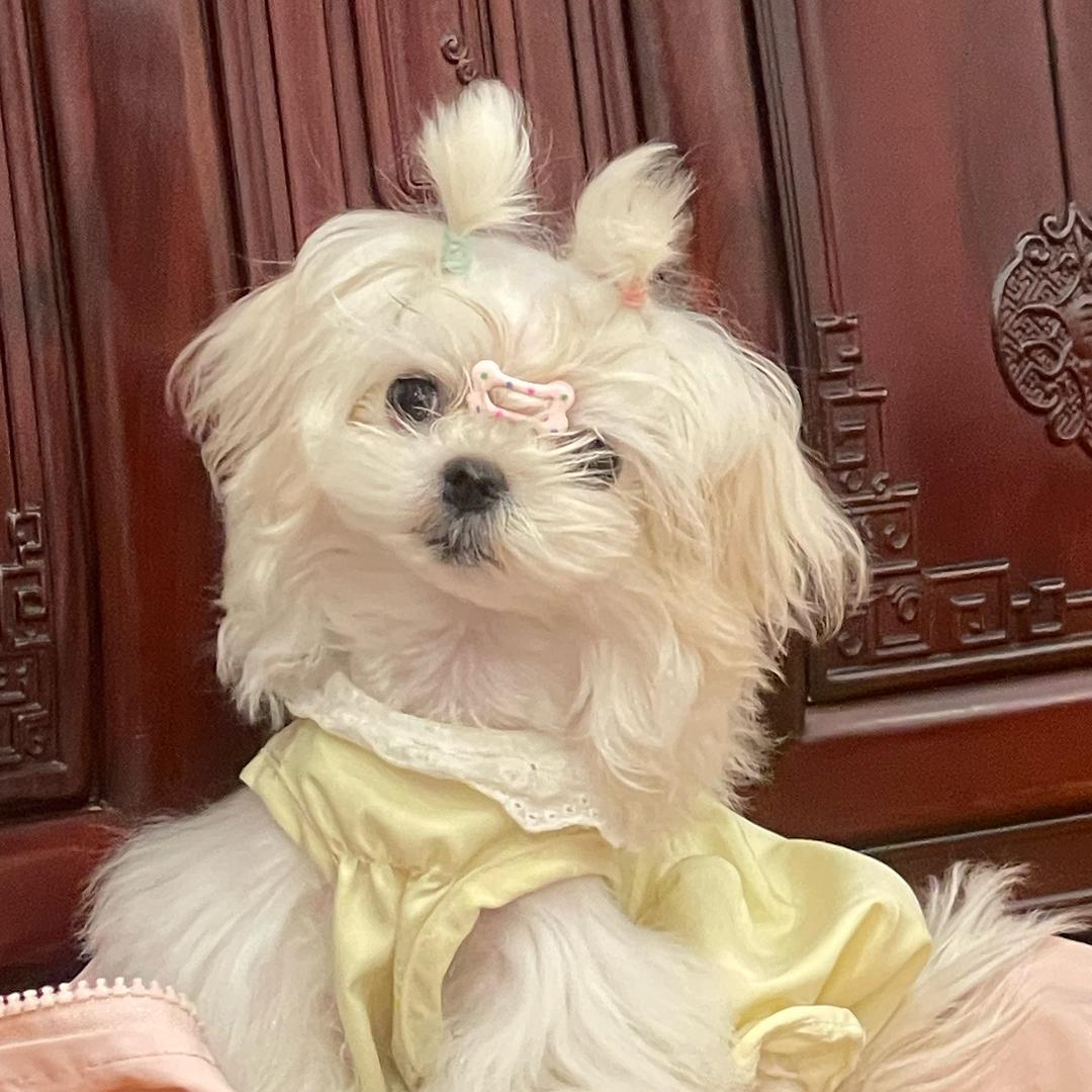 伊月
